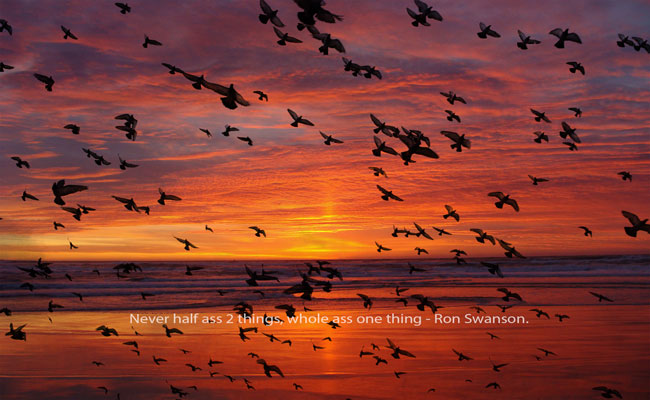 Birds in the sunset. qoute from Ron Swanson "Never half ass 2 things, whole ass one thing."
