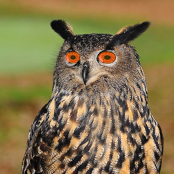 Robot Owl.