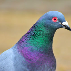 Robot Dove.