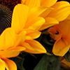 Close up of sunflowers