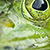 Close up of green frog