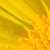 Close up of yellow flower