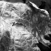 Torn, distraught leaf
