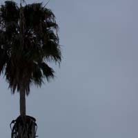 Tree in cold winter sky