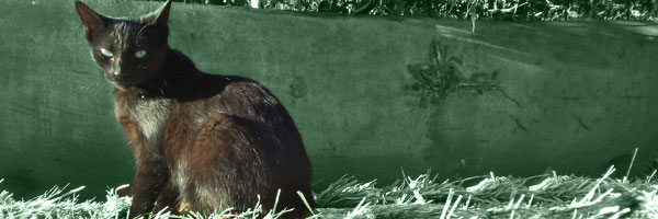 image of black cat looking towards camera