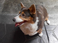 A cute Pembroke Corgi