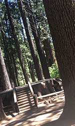 Shot of stairway to a huge stump and pathway to the right