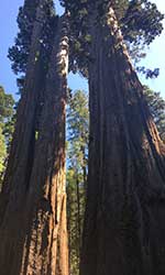 Close up of two redwood trees, left one split in half, the right, regular and big 