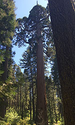 Far shot of tree with lots of branches at the top with twisted bark