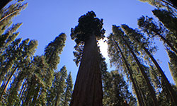 Buches of trees with one main tree in the middle