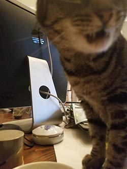 cat disliking beans