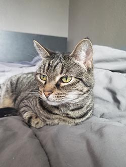cat after enjoying turkey