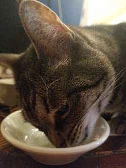 kitty chowing on tuna