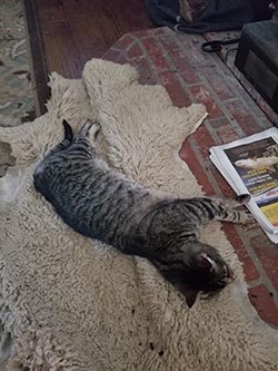 cat after pepperoni