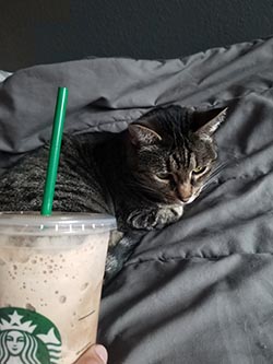 trying to feed kitty starbucks
