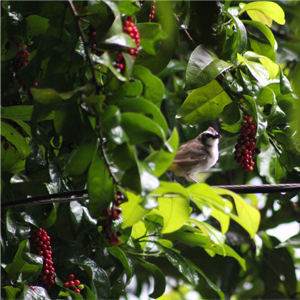 bird sitting in fruit tree