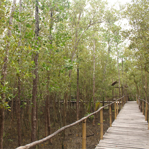 wooden walkway in mangrove