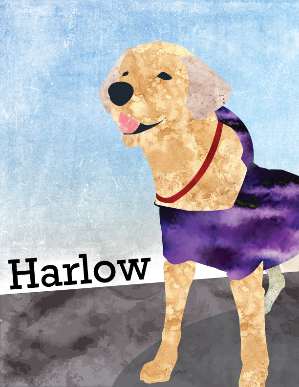 A graphic of a dog named Harlow, made in illustrator.