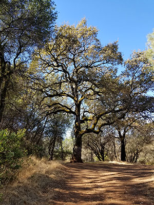 Image of a Large Oak Tree in the woods
