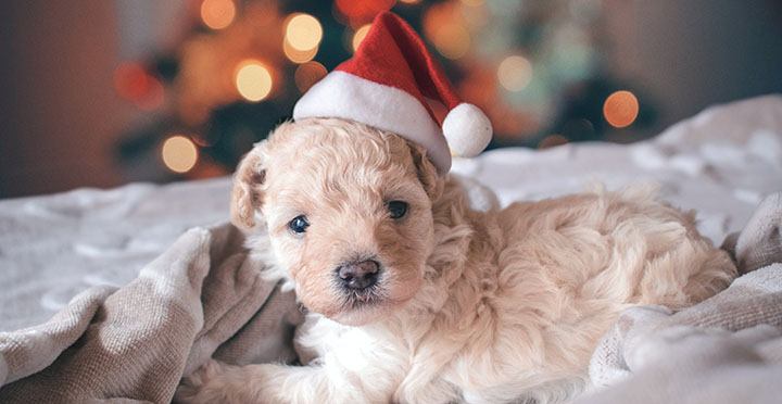 A puppy with a santa hat on it.