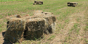 Photo of alfalfa bales available for purchase