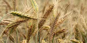 Photo of barley product that is available for purchase