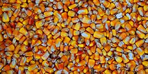 Photo of whole corn kernels available for purchase