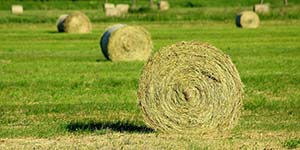 Photo of grass hay bales available for purchase