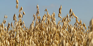 Photo of whole oats product that is available for purchase