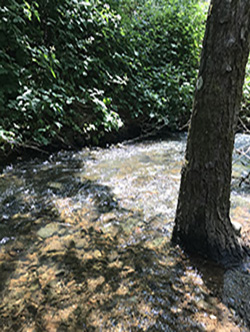 small river flowing through a lush forest