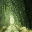 Trail surrounded by green trees