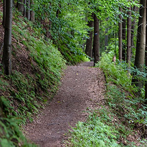 Click to go on Fern's Canyon page