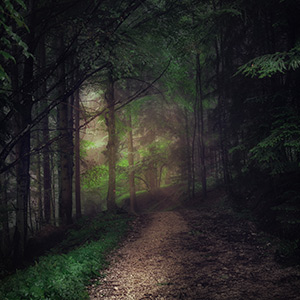 Click to go Dark Timber Trail page