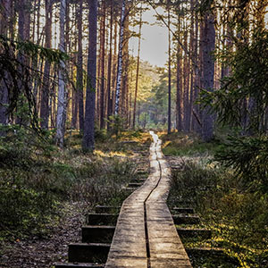 Click to go The Wooden Tightrope page