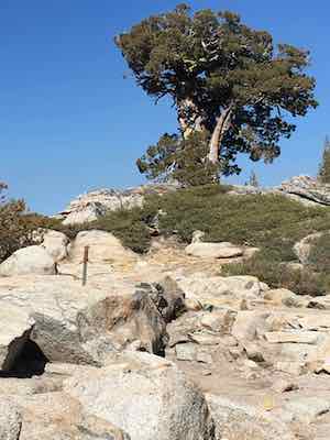 Picture of Windblown Juniper Tree