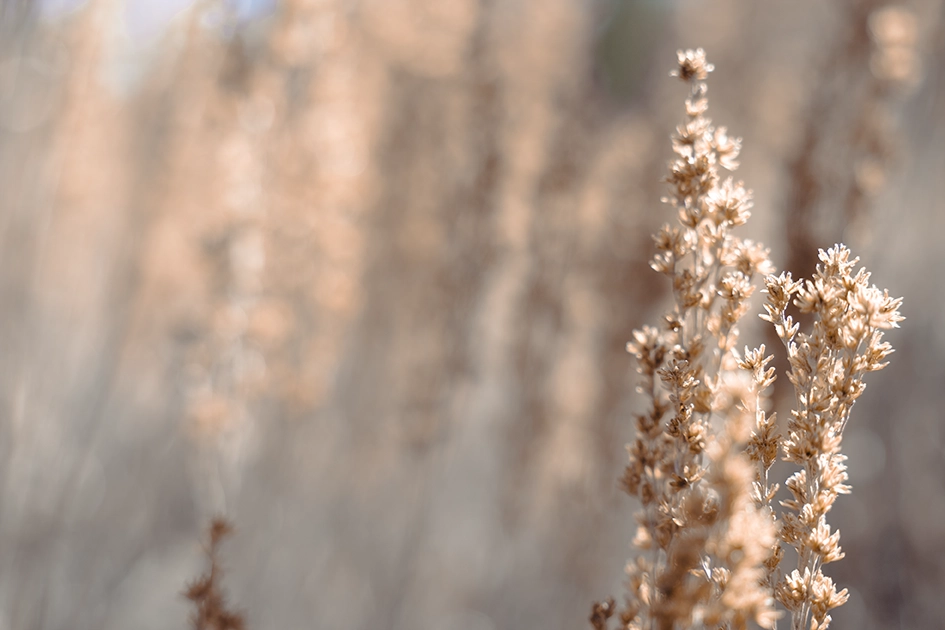 Weeds