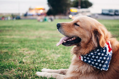 dog laying in grass
