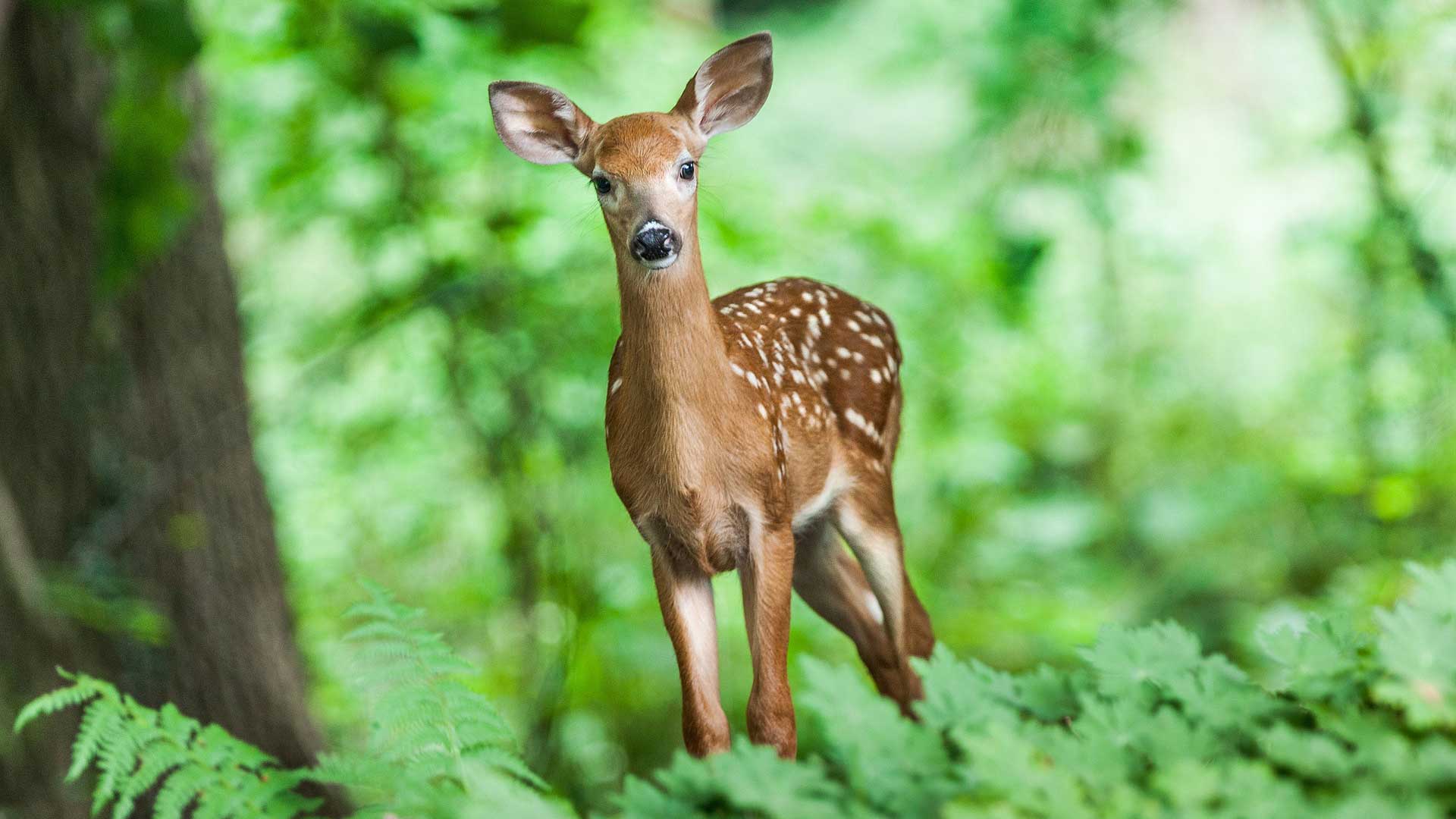 deer picture