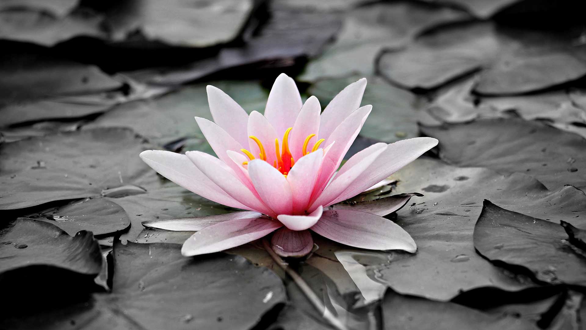 flower picture