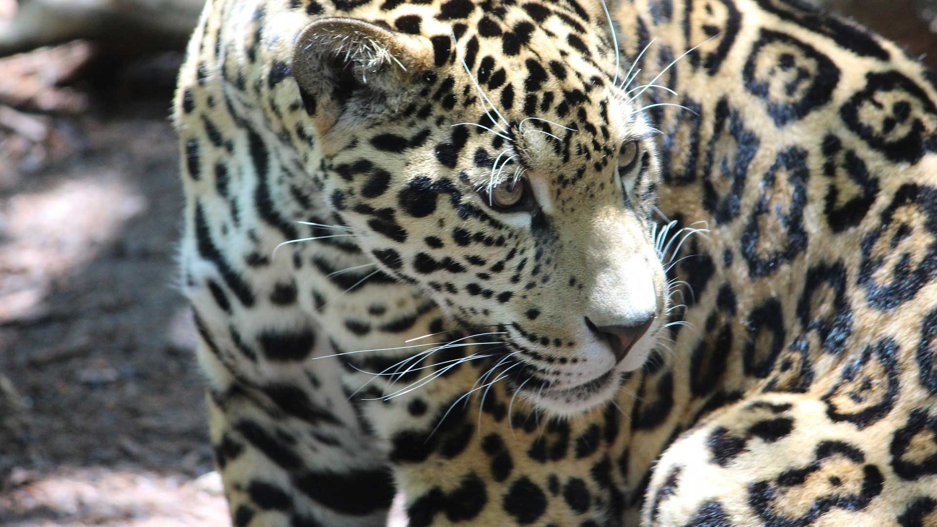 jaguar picture