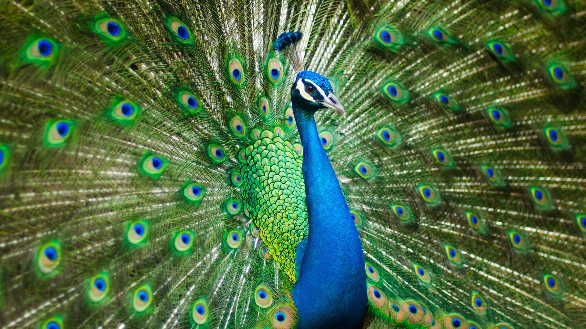 peacock picture