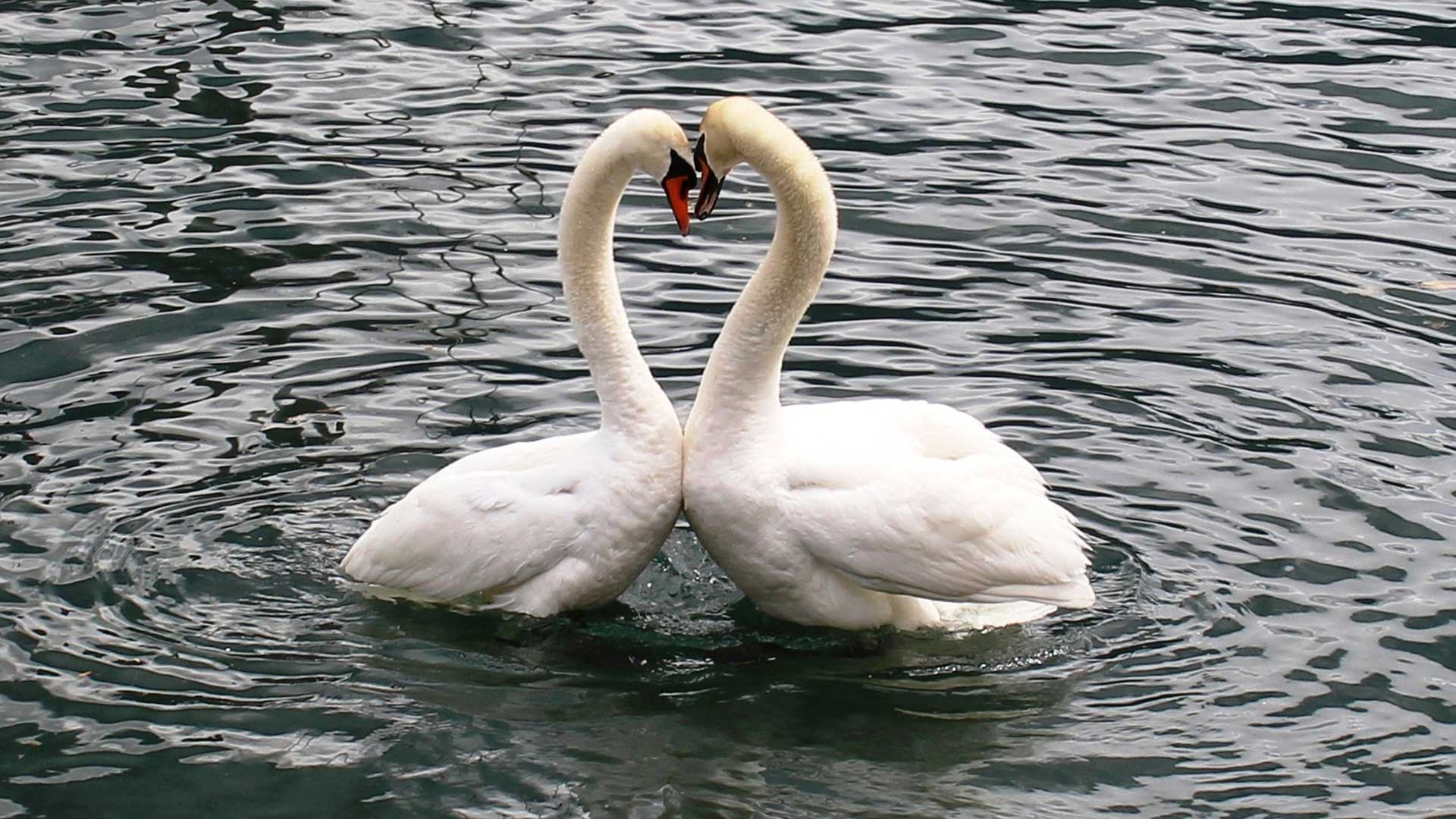 swans picture