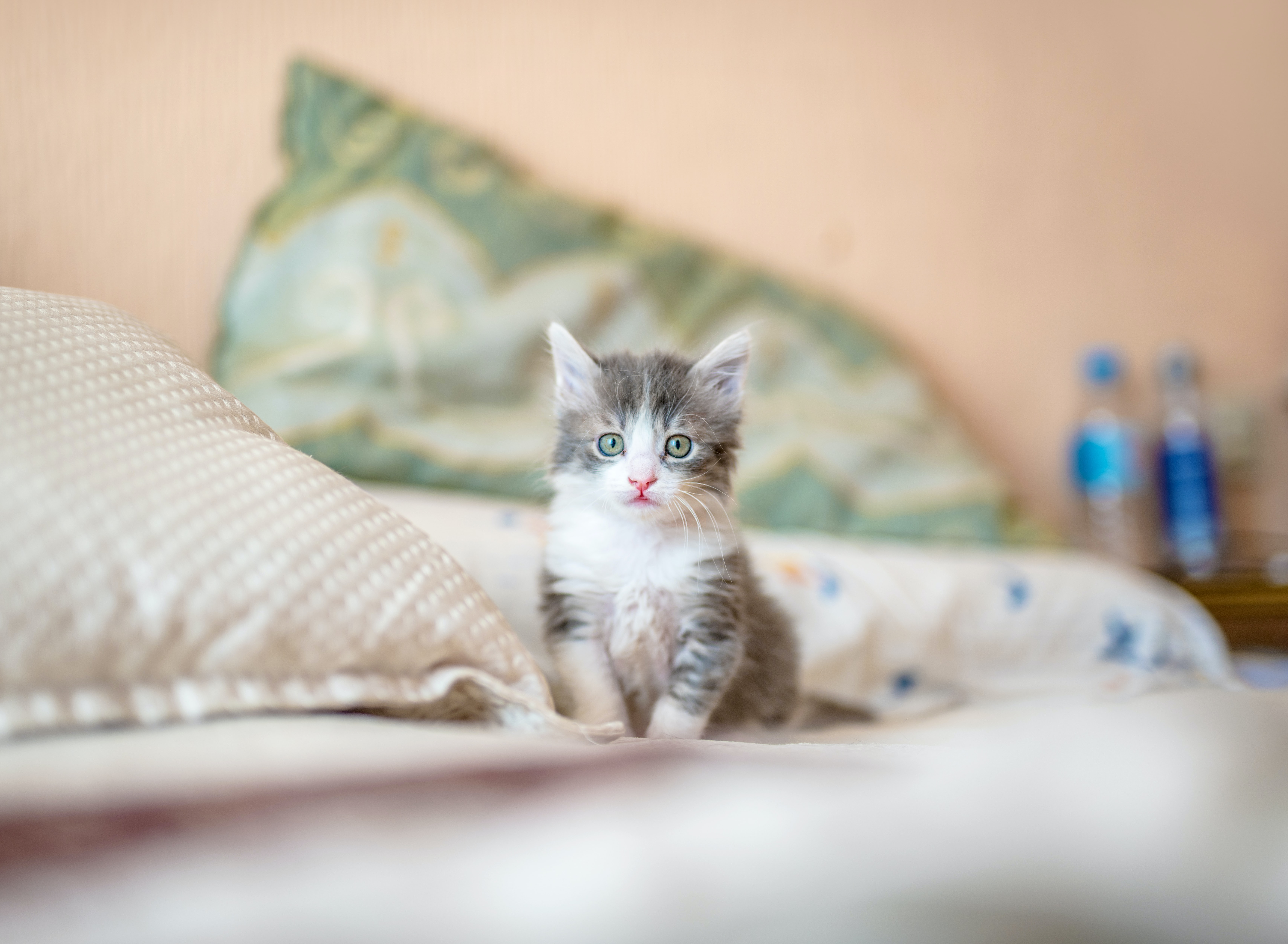Fluffy kitten sitting on bed.
