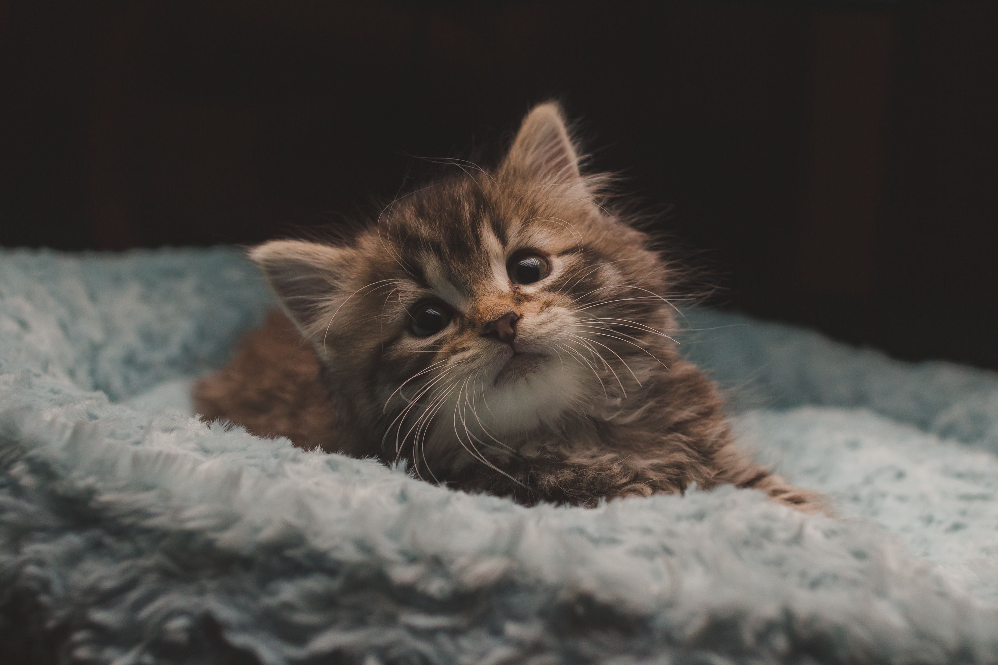 tabby kitten laying in bed