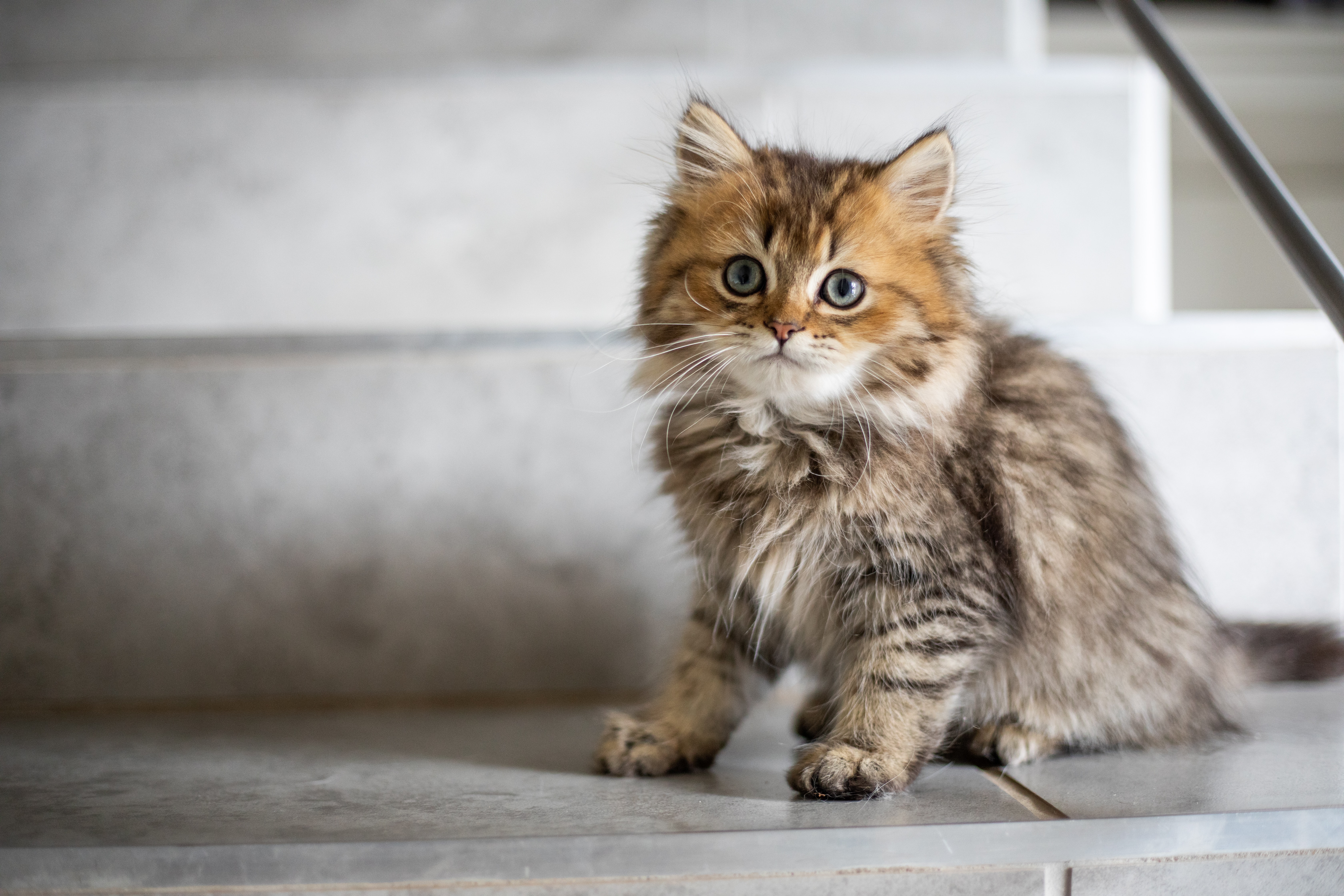 small fluffy kitten