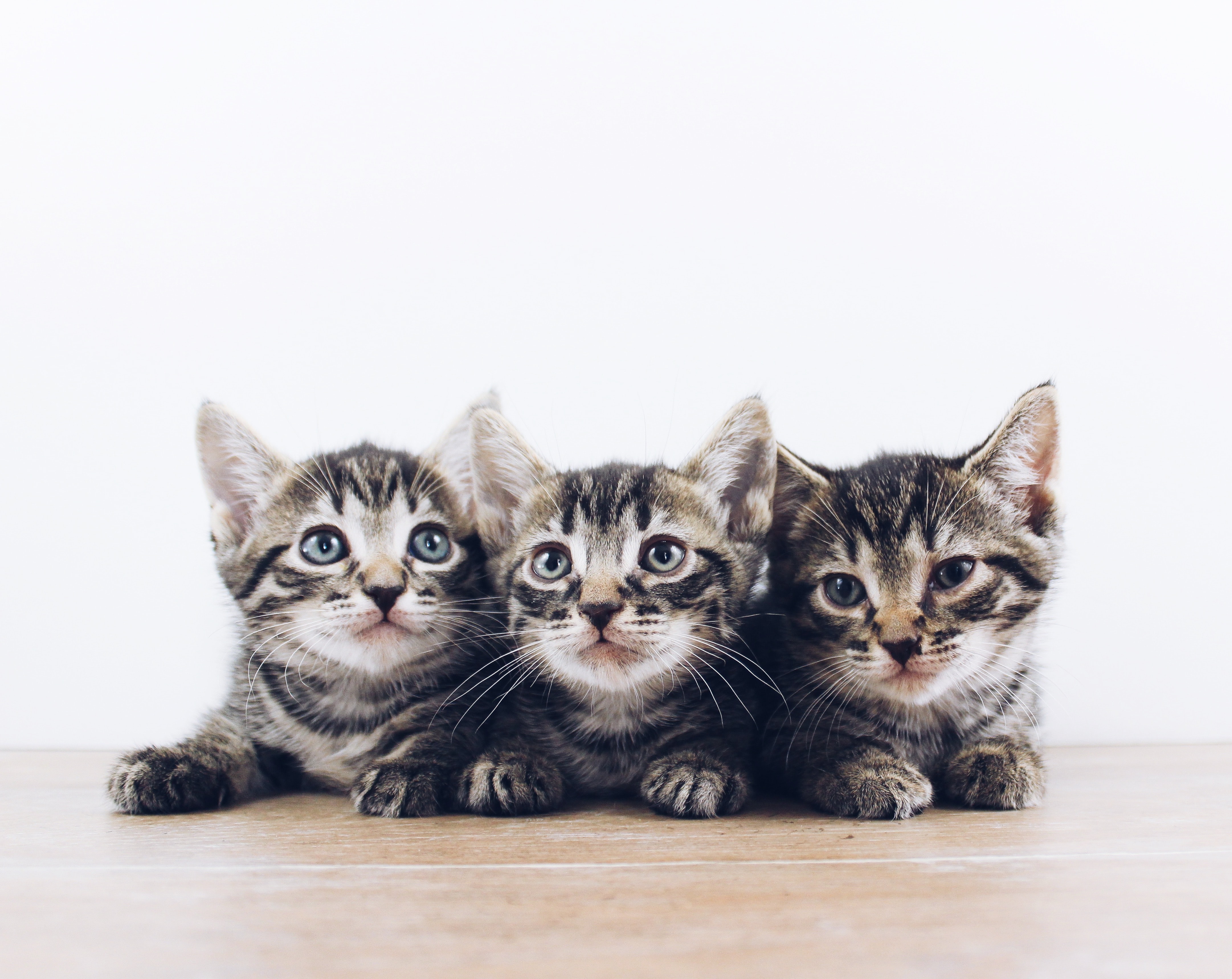 Three kittens sitting with each other