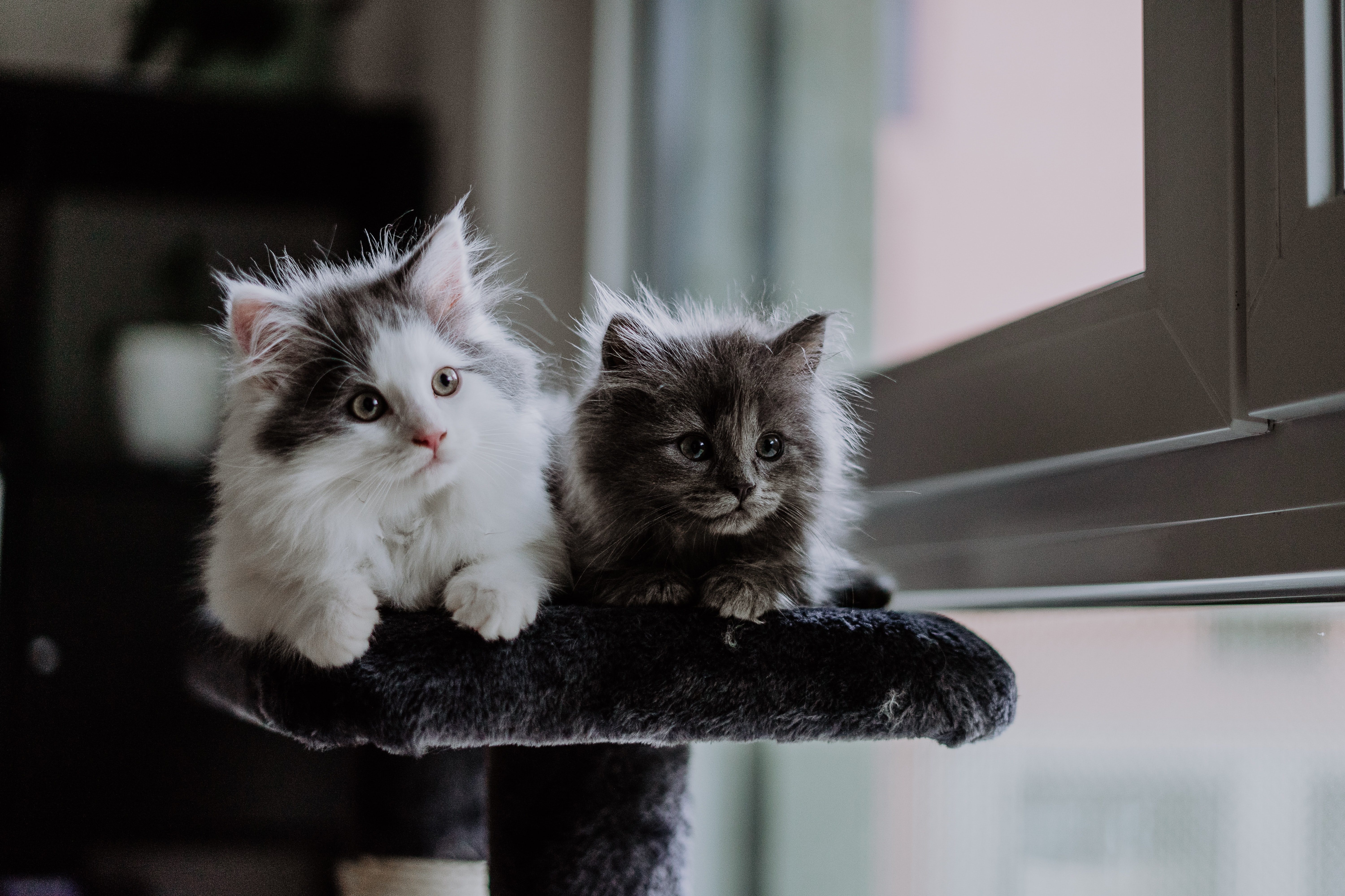 two tabby kittens