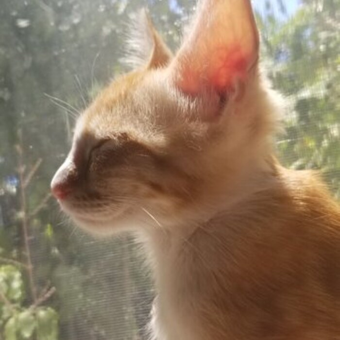 a kitten