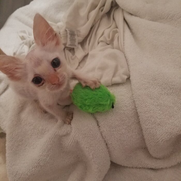 a kitten