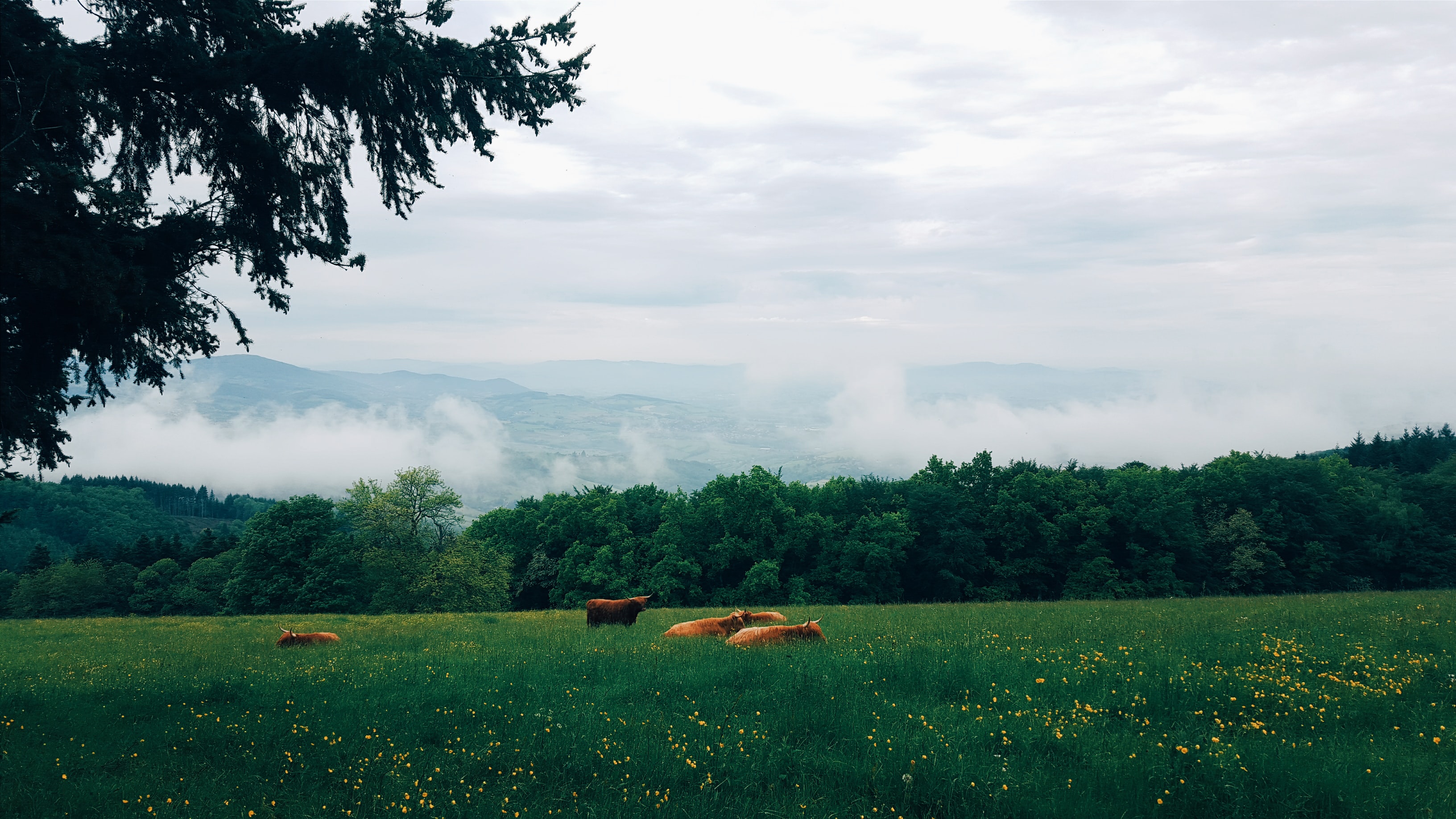 cows in a green field